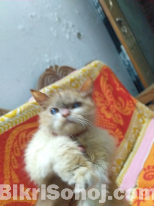 Pure persian cat for sell